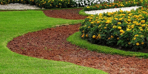 If I Was an Animal Photo